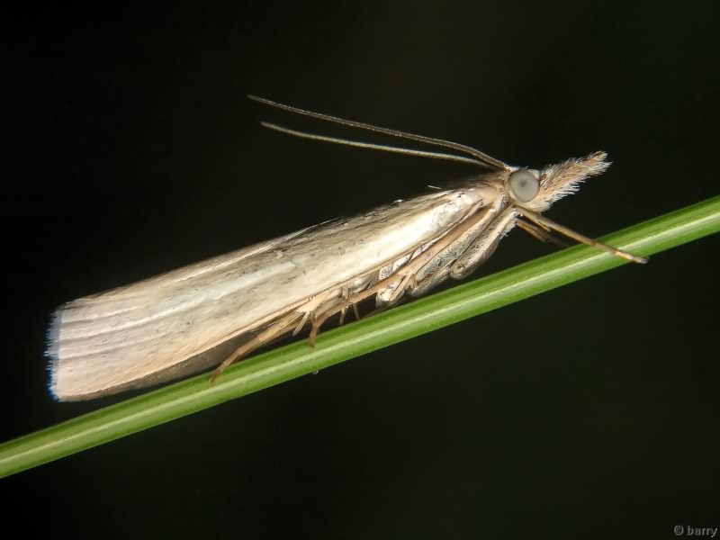 Crambus perlella